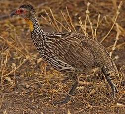 Francolin à cou jaune