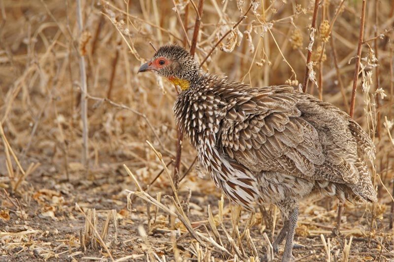 Yellow-necked Spurfowl