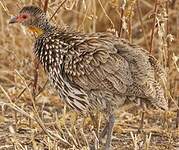 Francolin à cou jaune