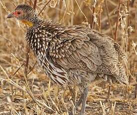 Francolin à cou jaune