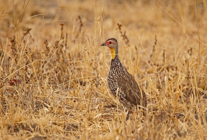 Francolin à cou jaune