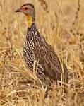 Francolin à cou jaune