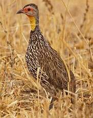 Francolin à cou jaune