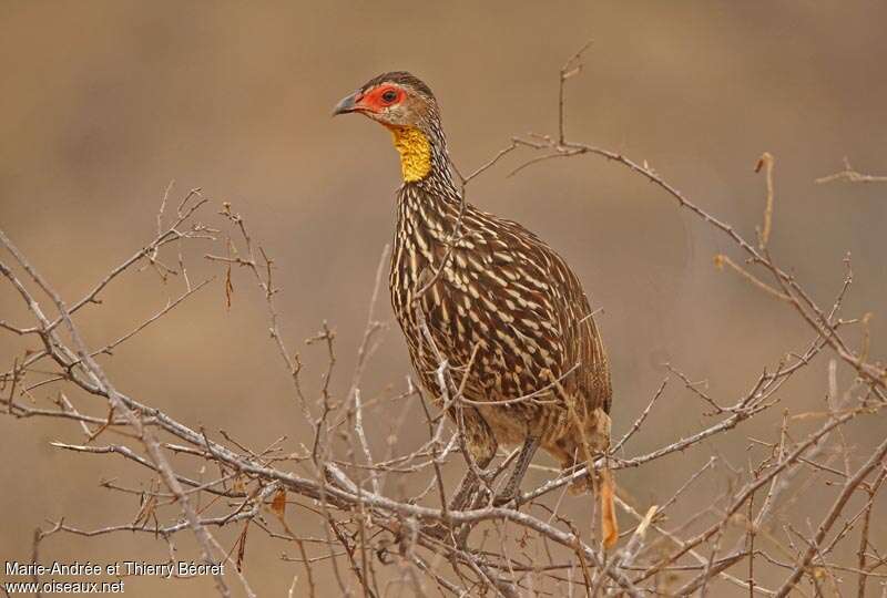 Francolin à cou jaune