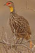 Francolin à cou jaune