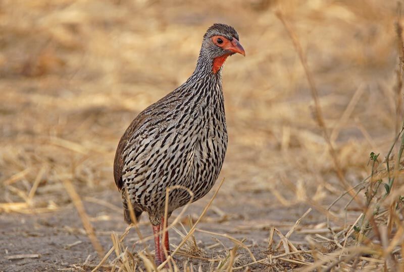 Francolin à gorge rouge