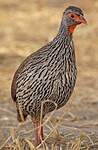 Francolin à gorge rouge