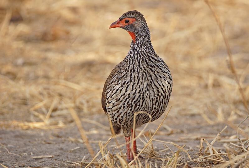 Francolin à gorge rouge