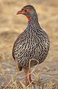 Red-necked Spurfowl