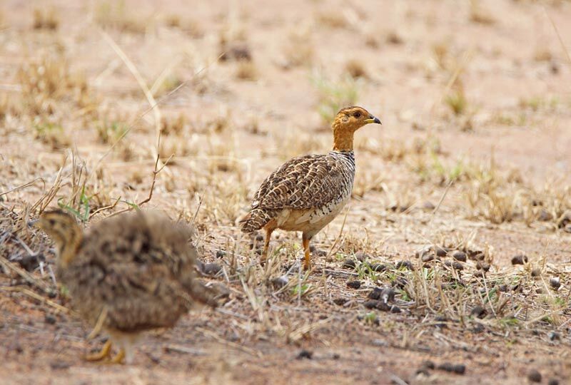 Coqui Francolin