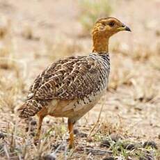 Francolin coqui