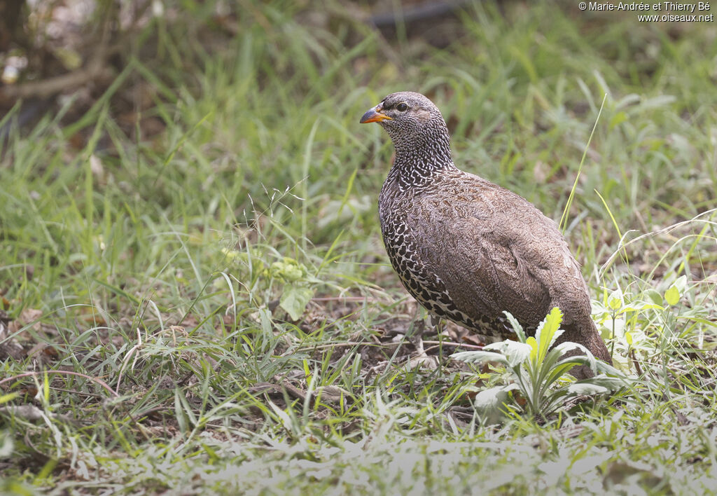 Francolin de Hildebrandt
