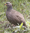 Francolin de Hildebrandt