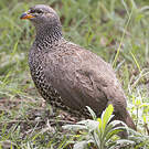 Francolin de Hildebrandt