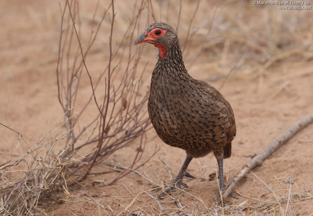 Francolin de Swainson