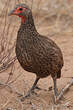 Francolin de Swainson