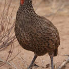 Francolin de Swainson