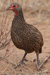 Francolin de Swainson