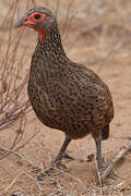 Swainson's Spurfowl