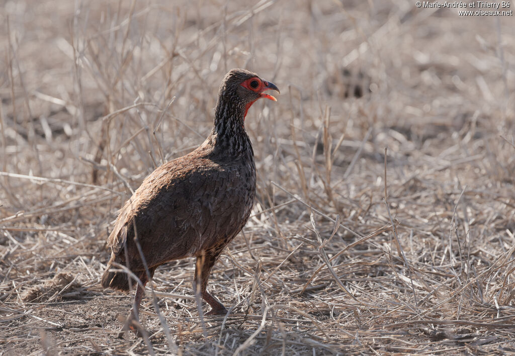 Francolin de Swainson
