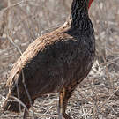 Francolin de Swainson