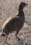 Francolin de Swainson