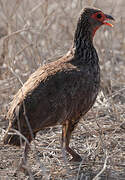 Swainson's Spurfowl