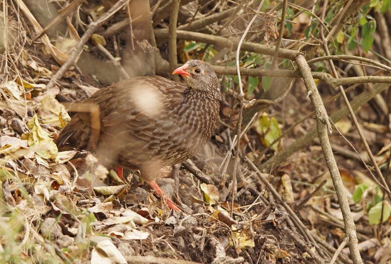 Francolin écaillé