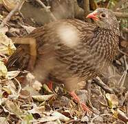 Scaly Francolin