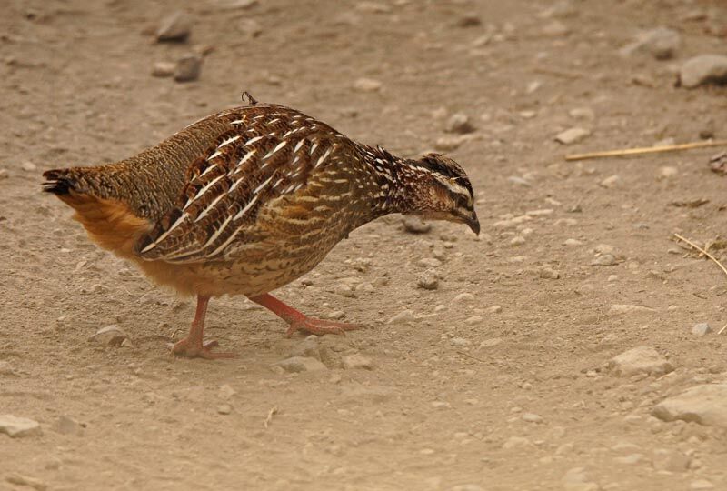 Francolin huppé