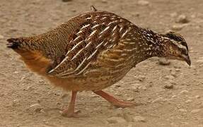 Crested Francolin