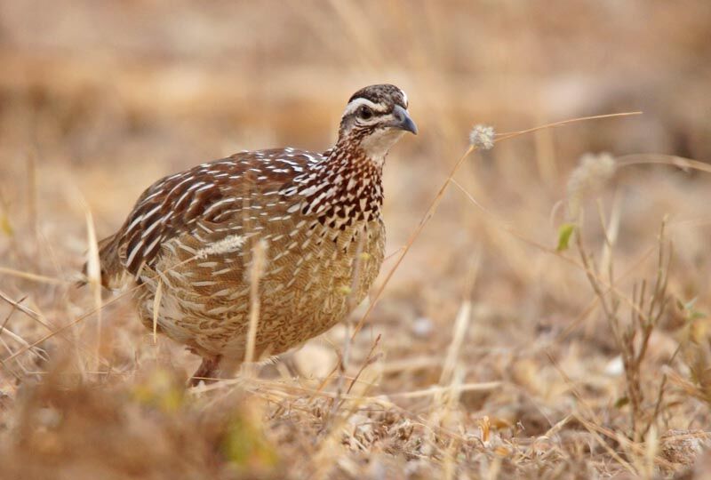 Francolin huppé