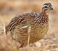 Crested Francolin