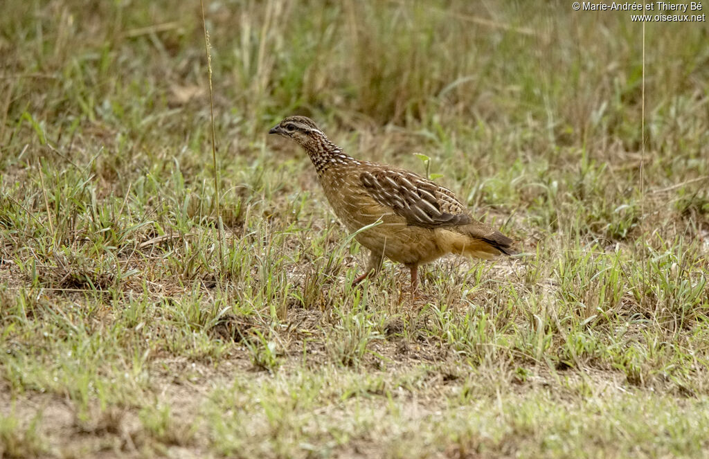 Francolin huppé