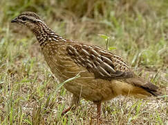 Francolin huppé