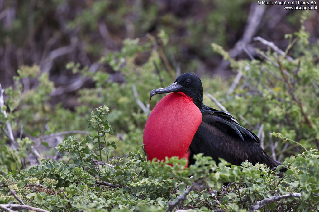 Great Frigatebird