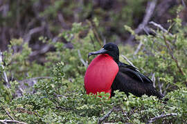 Great Frigatebird