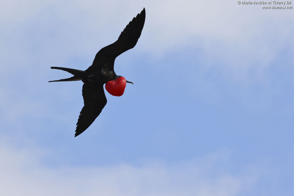 Great Frigatebird