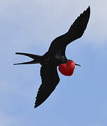 Great Frigatebird