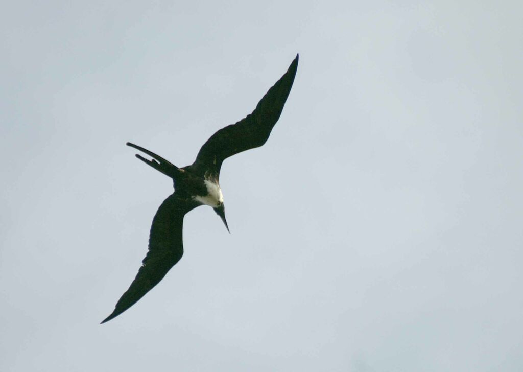 Magnificent Frigatebird