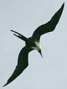 Magnificent Frigatebird