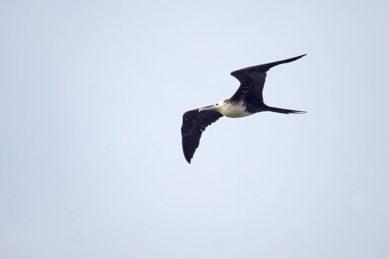 Magnificent Frigatebird