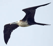 Magnificent Frigatebird