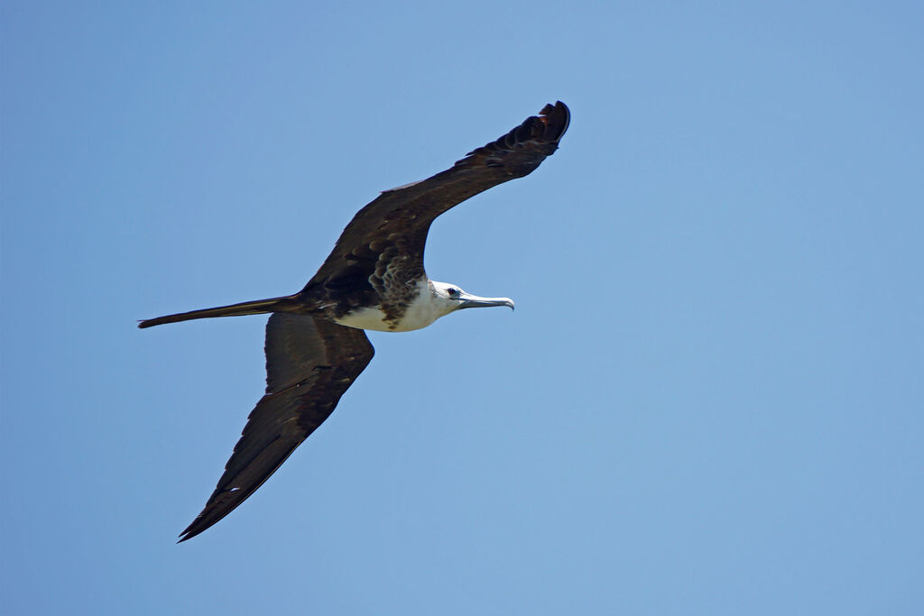 Magnificent Frigatebird female