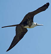 Magnificent Frigatebird