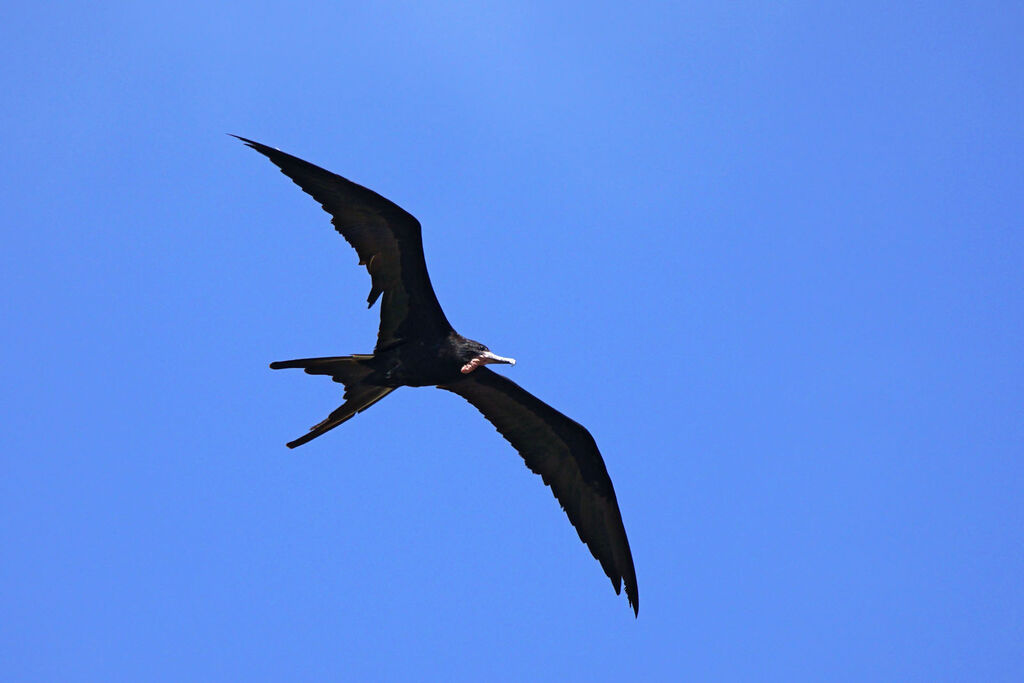 Magnificent Frigatebird