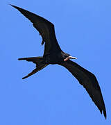 Magnificent Frigatebird