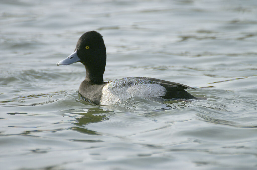 Lesser Scaup