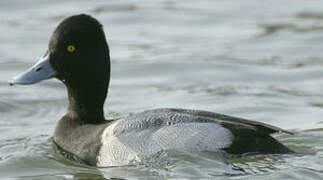 Lesser Scaup