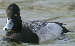 Lesser Scaup